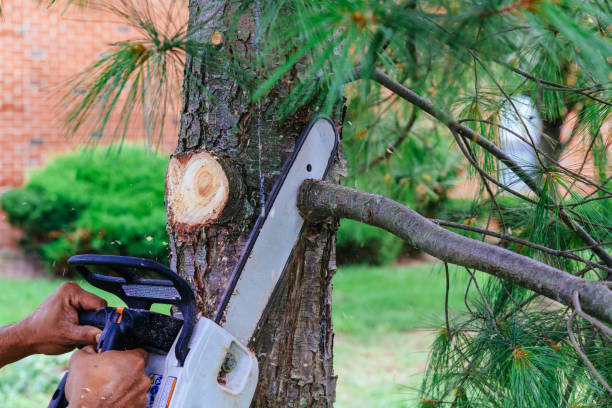 Trusted Eupora, MS Tree Care Services Experts